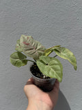 Syngonium pink confeti