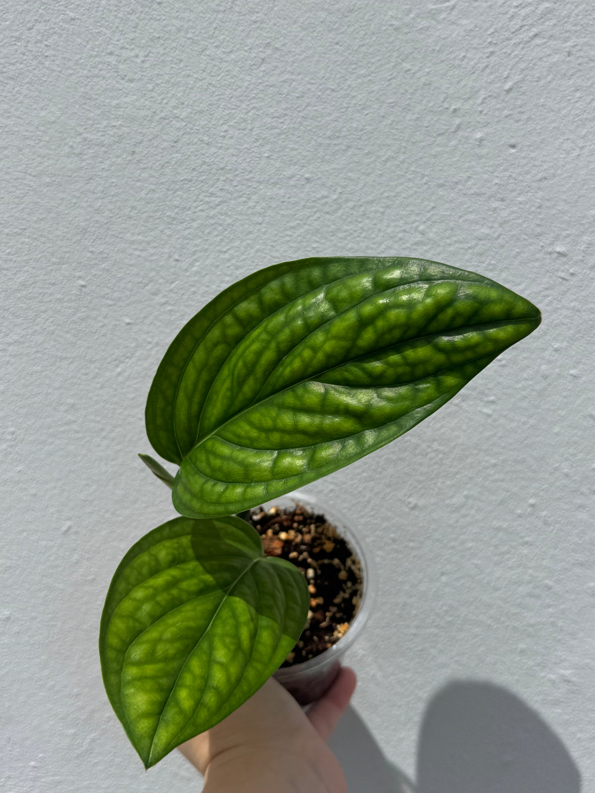 Monstera Peru
