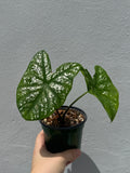 Caladium