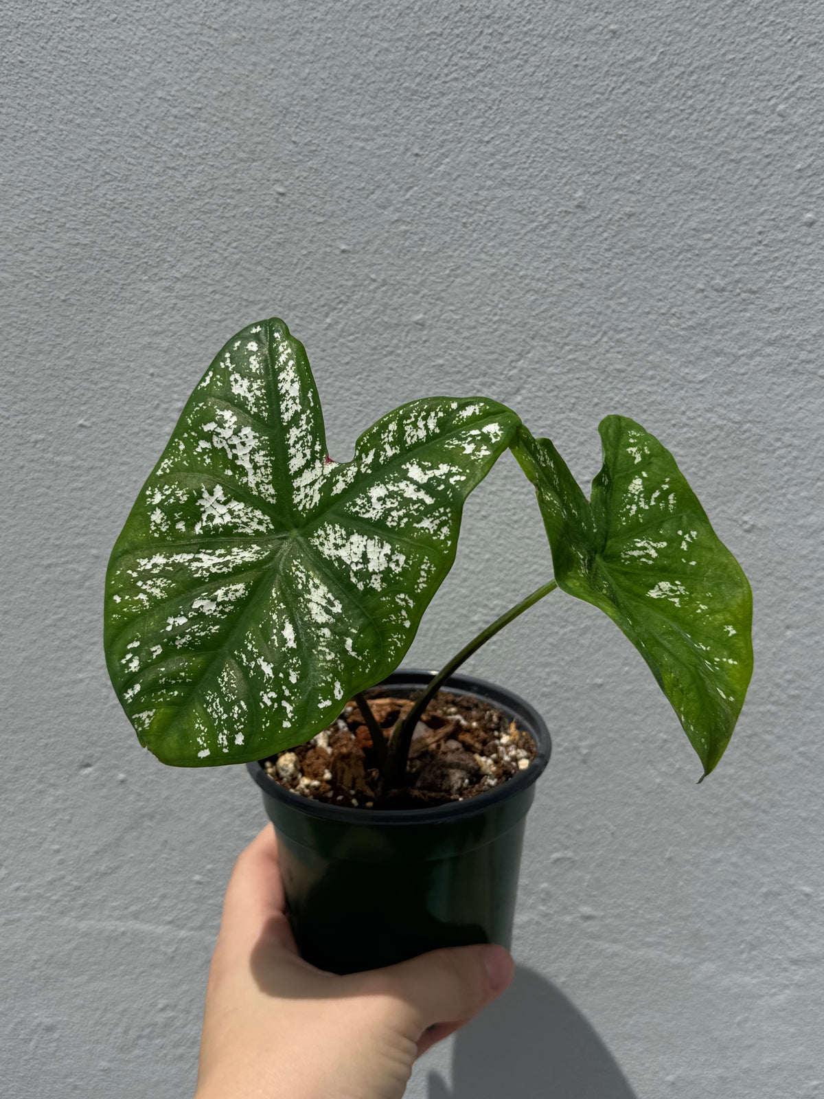 Caladium