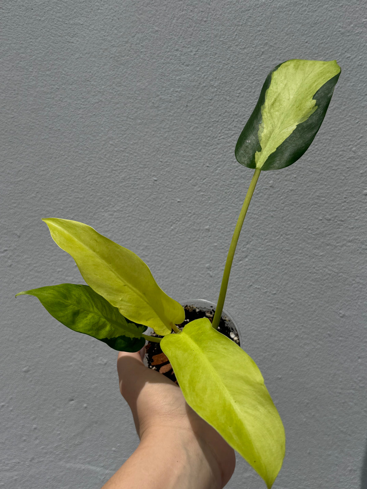 Philodendron thai sunrise