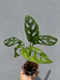 Monstera Adansoni