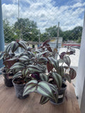 Tradescantia zebrina