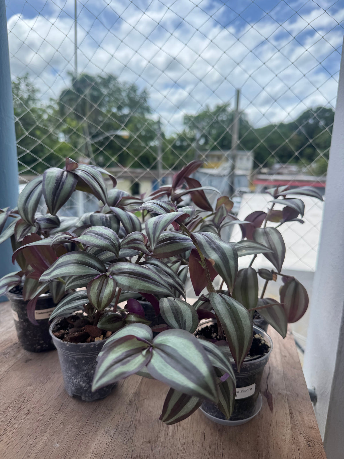 Tradescantia zebrina