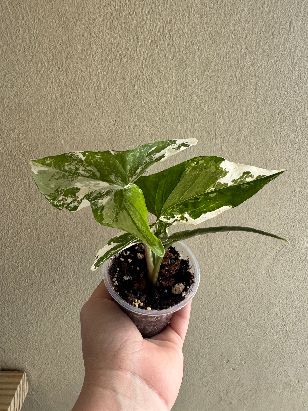 Syngonium albo
