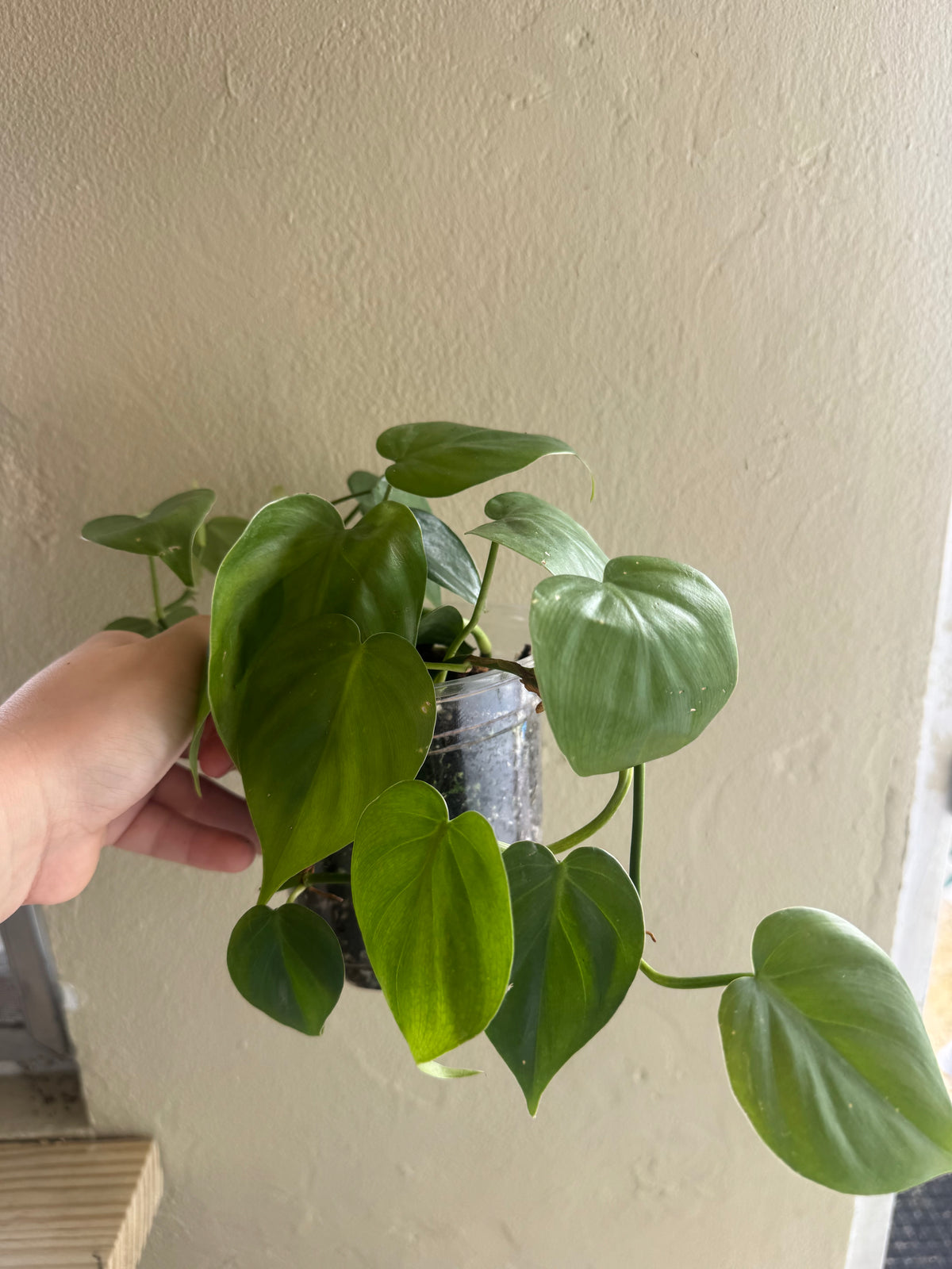 Philodendron heart leaf