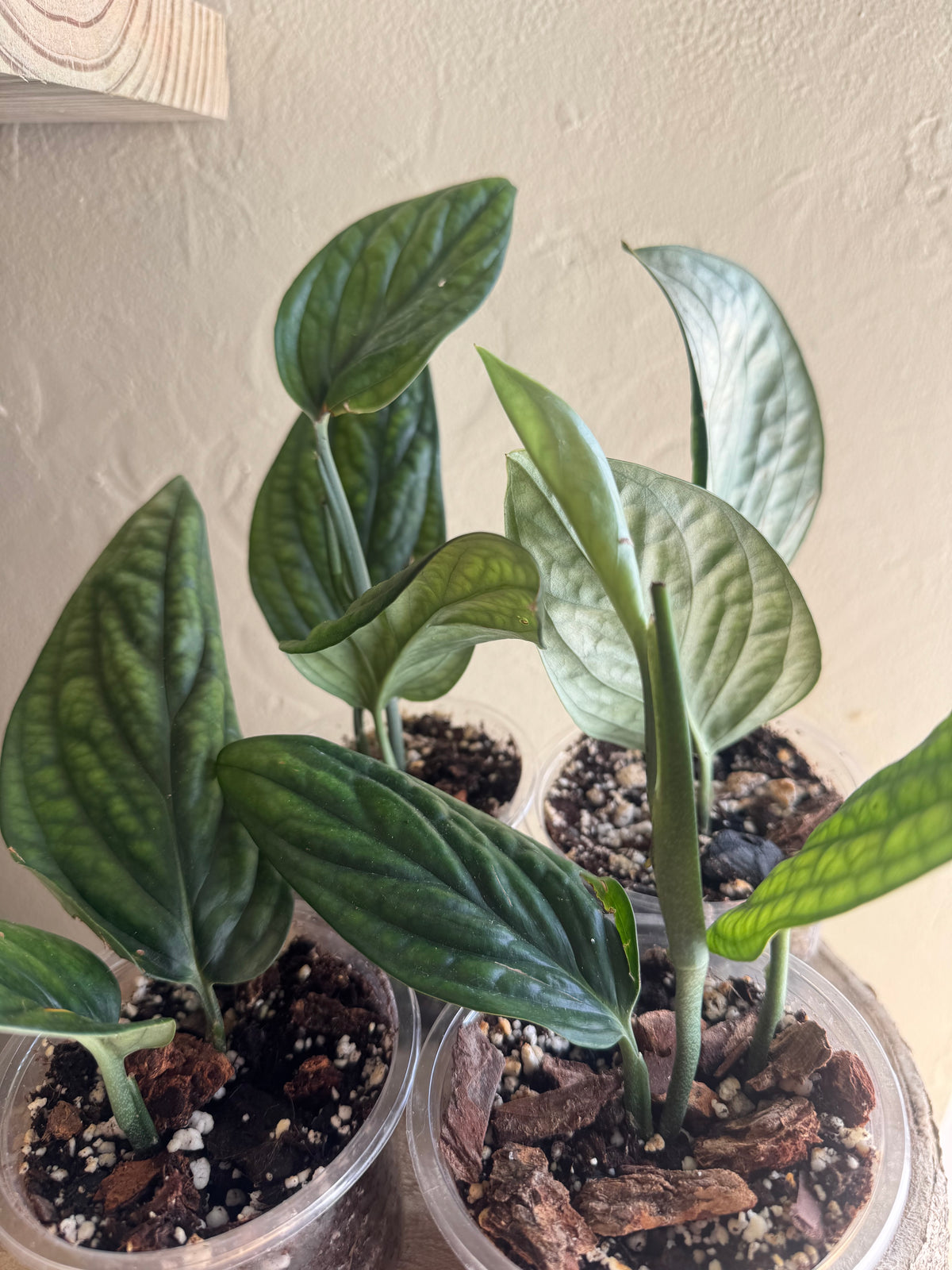 Monstera Peru