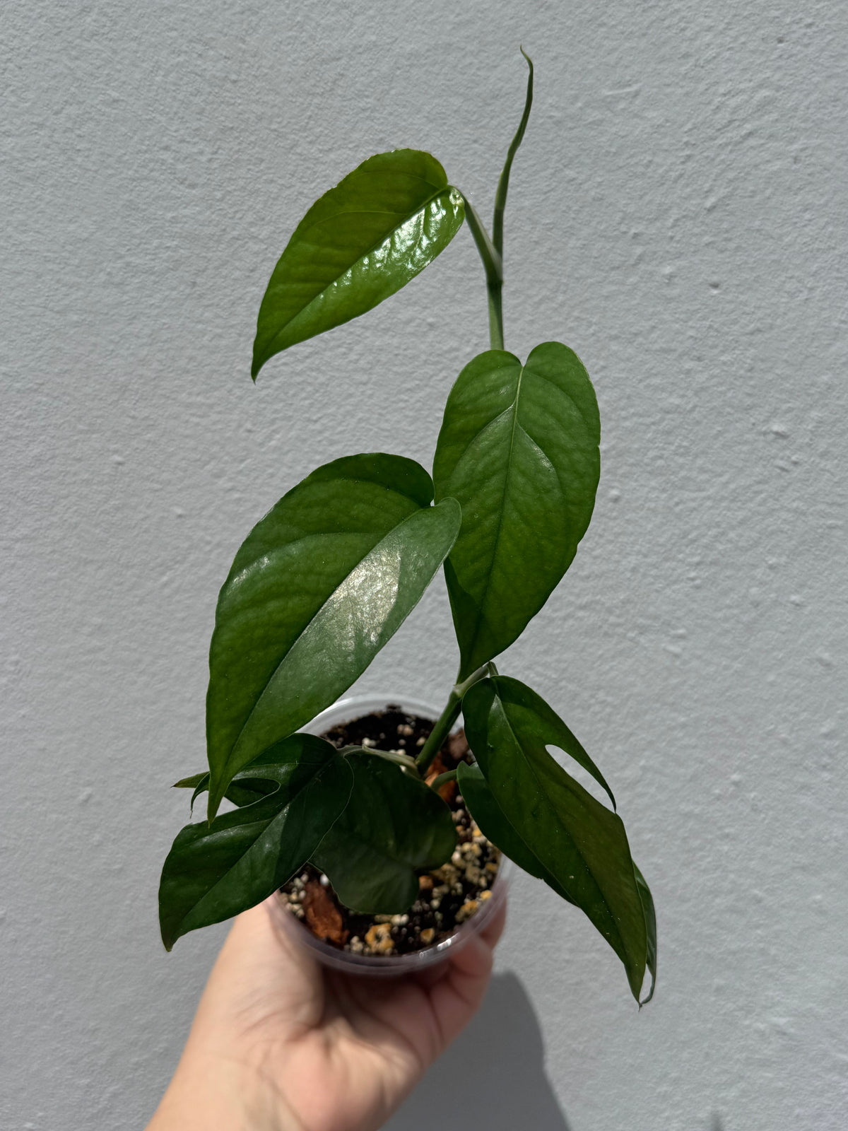 Eppipremnum cebu blue